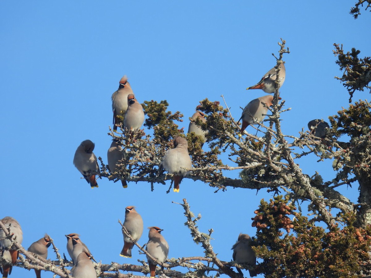 Bohemian Waxwing - ML647304477