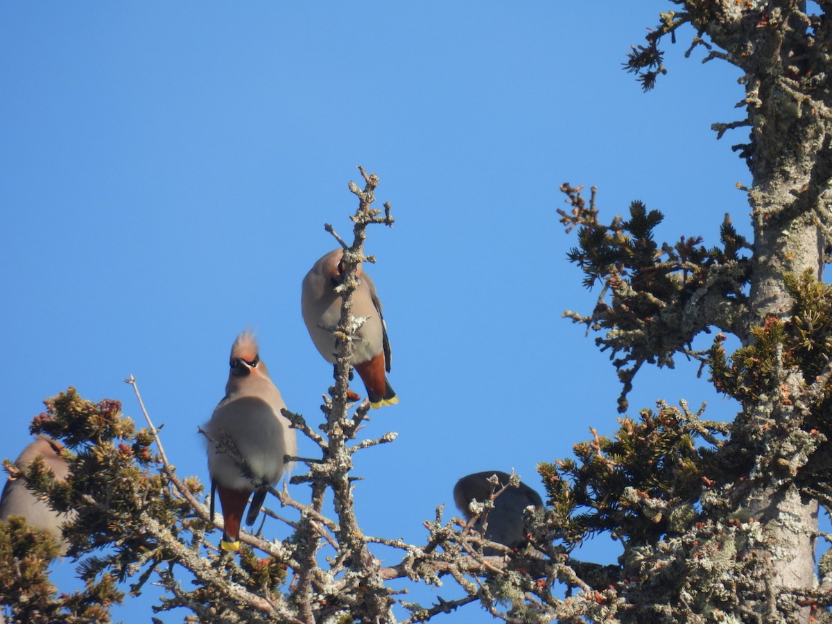 Bohemian Waxwing - ML647304478