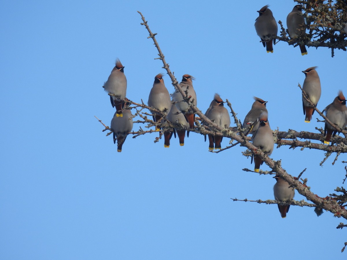 Bohemian Waxwing - ML647304479