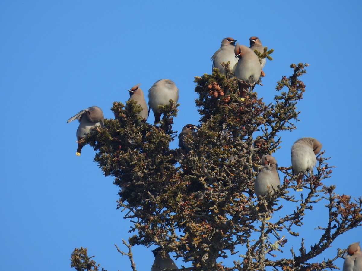 Bohemian Waxwing - ML647304480