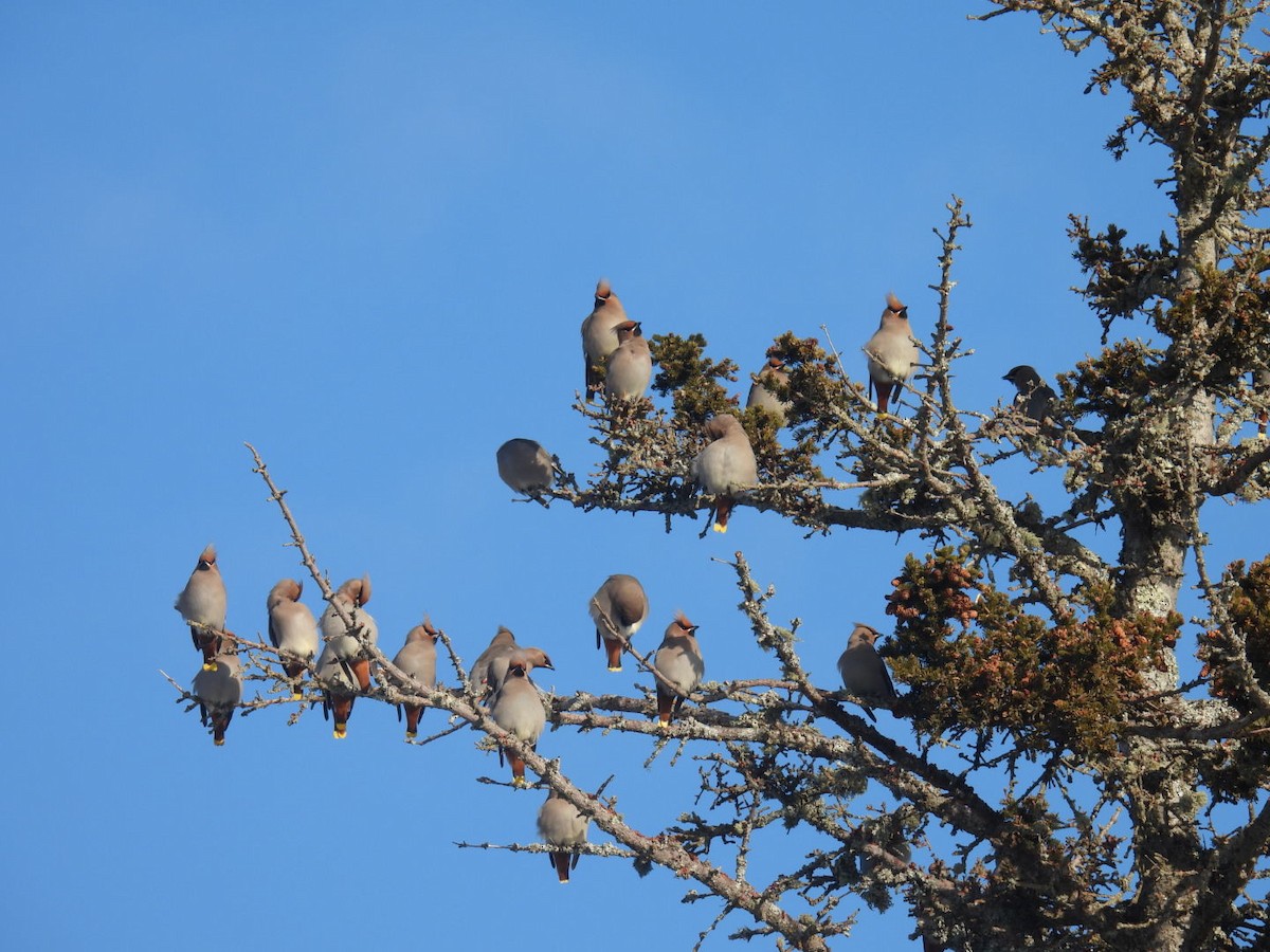 Bohemian Waxwing - ML647304481