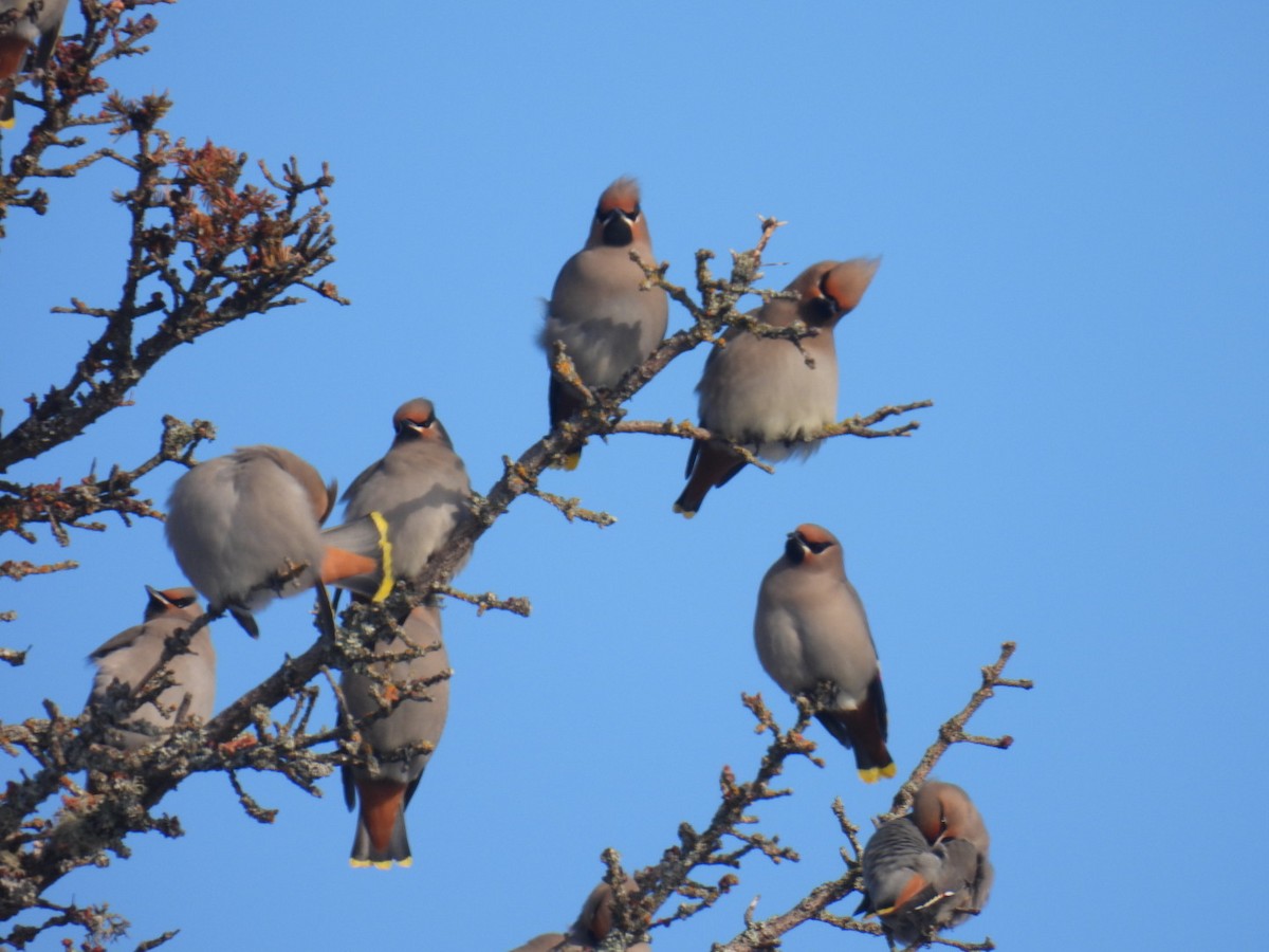 Bohemian Waxwing - ML647304482