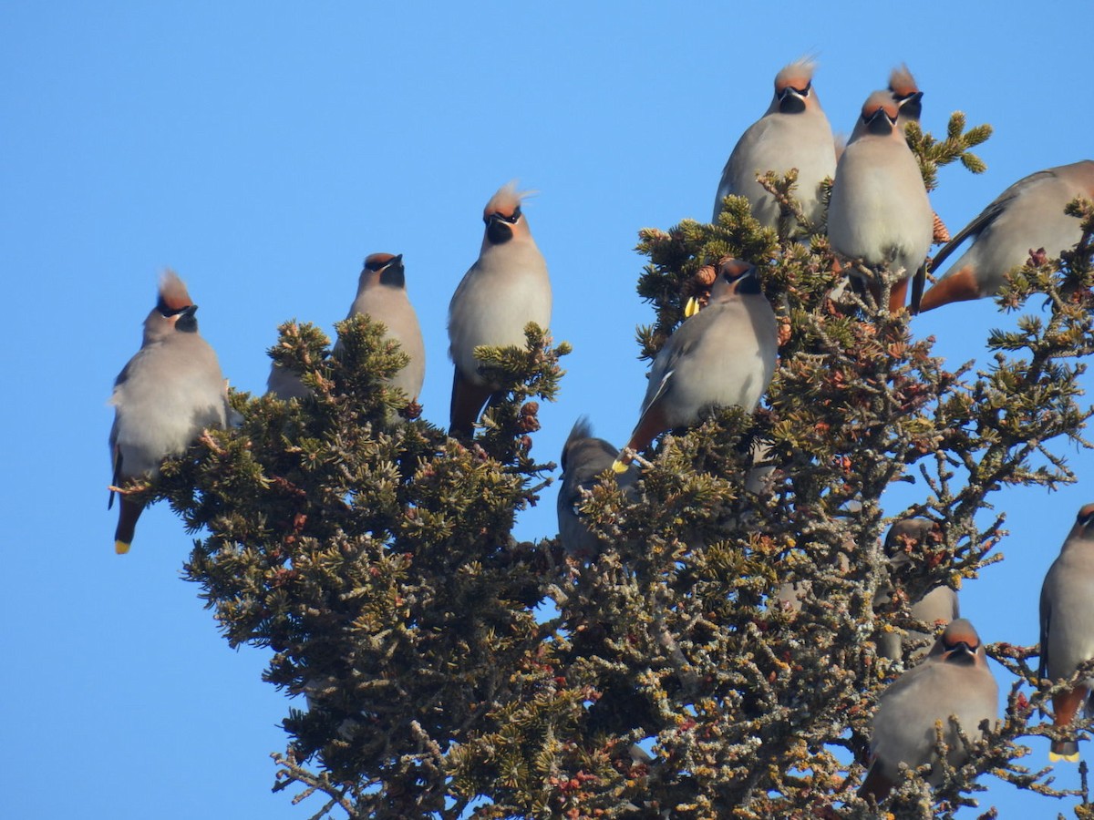 Bohemian Waxwing - ML647304483