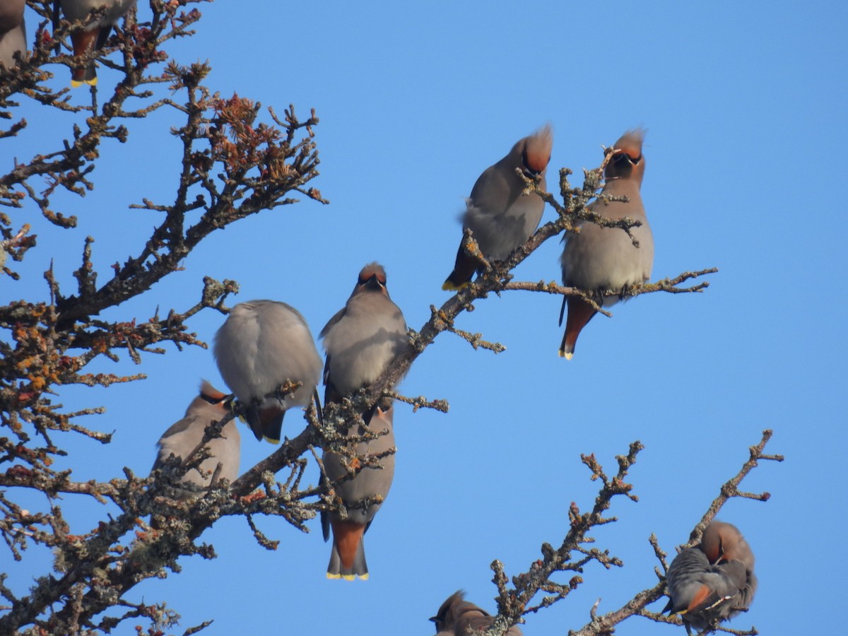 Bohemian Waxwing - ML647304484