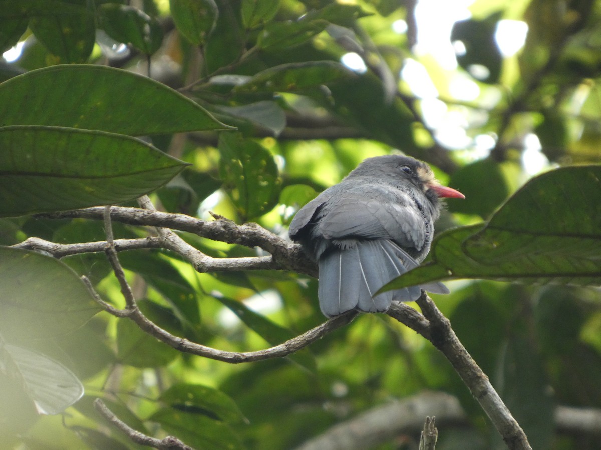White-fronted Nunbird - ML647304505