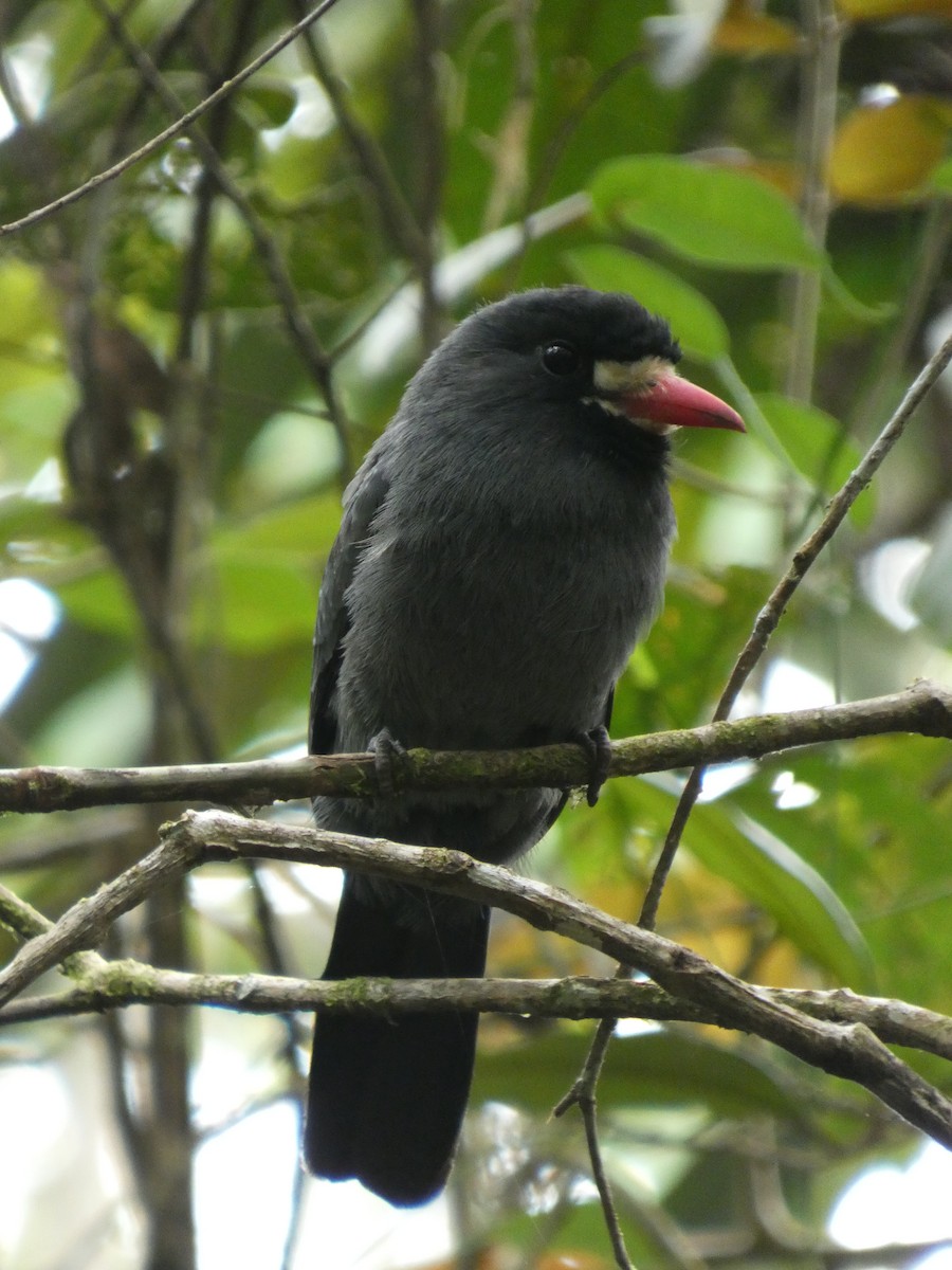 White-fronted Nunbird - ML647304506