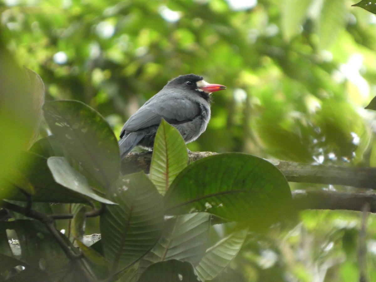 White-fronted Nunbird - ML647304507