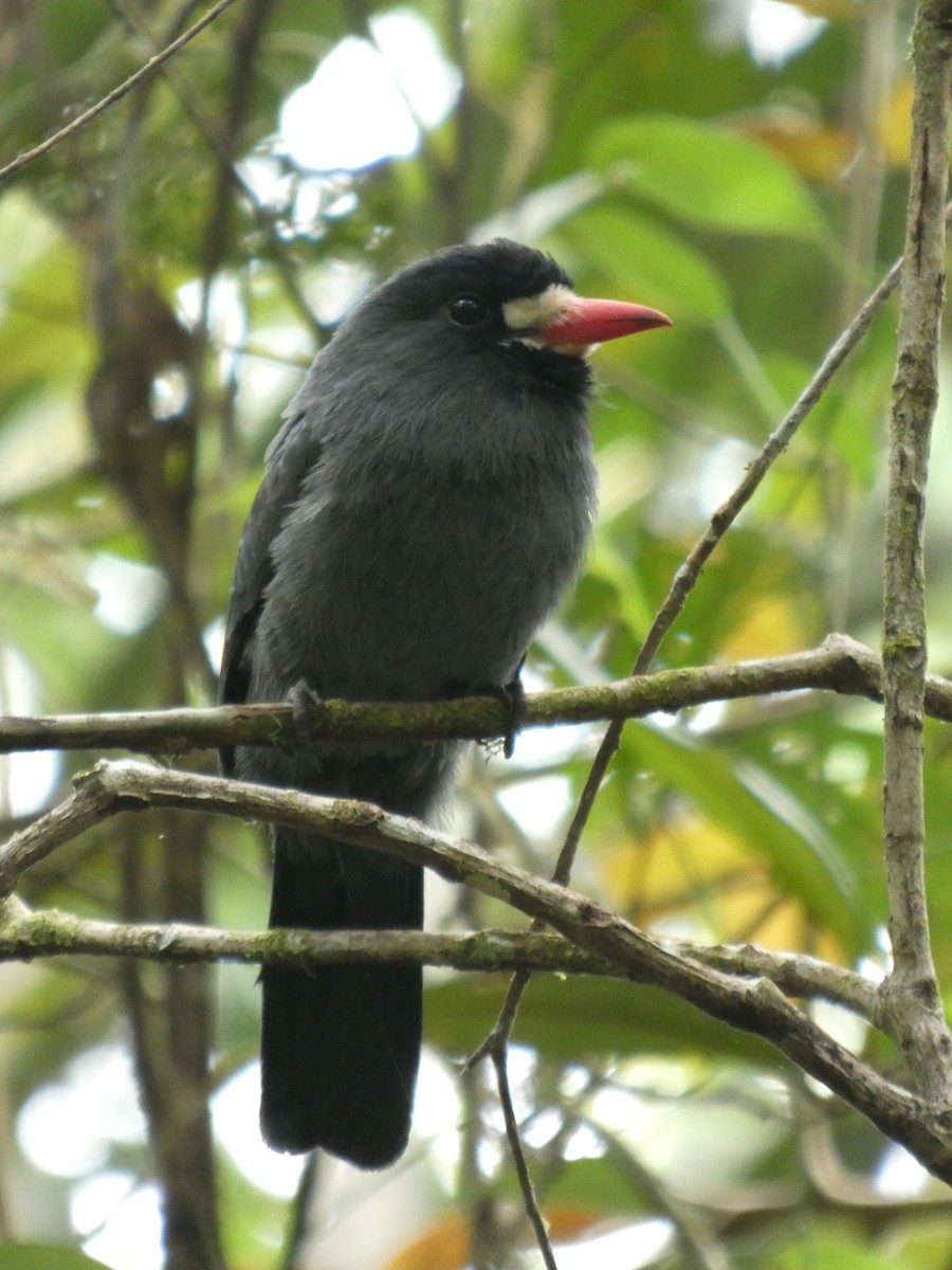 White-fronted Nunbird - ML647304508