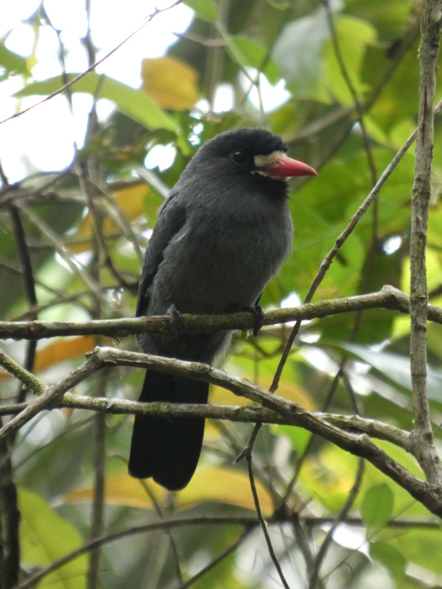 White-fronted Nunbird - ML647304509