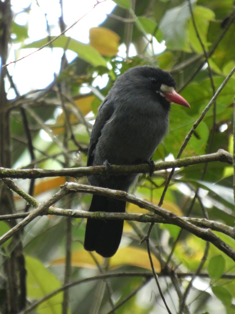 White-fronted Nunbird - ML647304510
