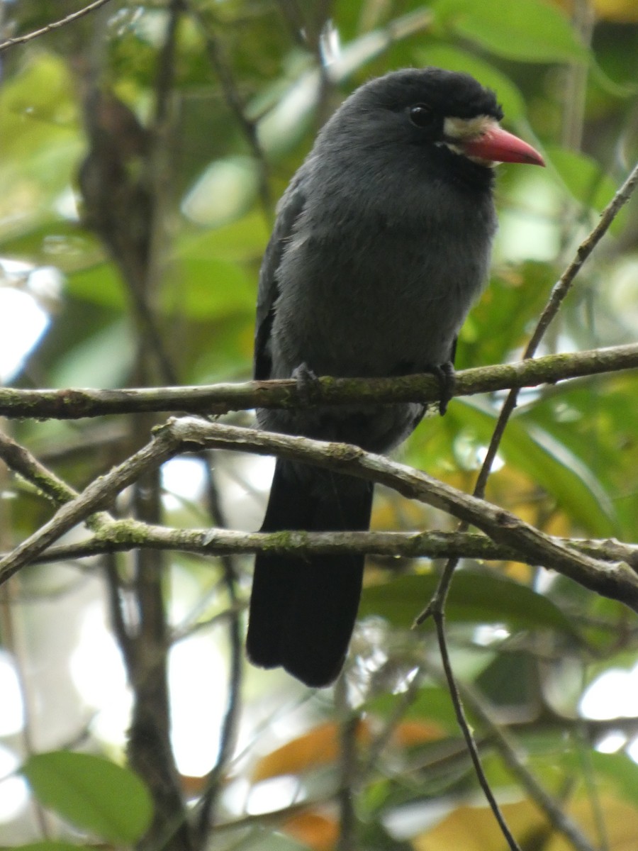 White-fronted Nunbird - ML647304511
