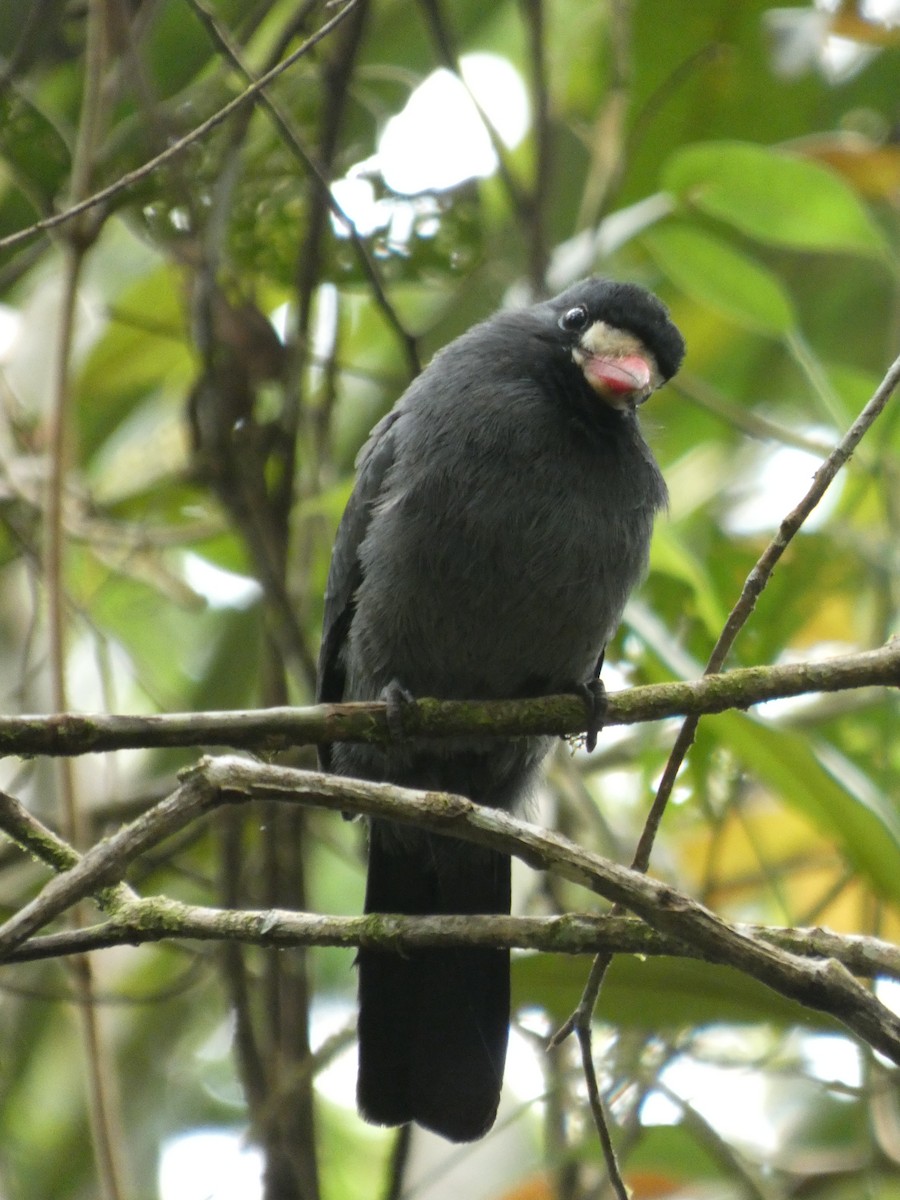 White-fronted Nunbird - ML647304512