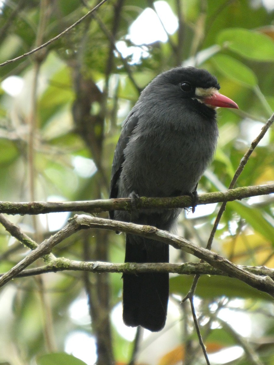 White-fronted Nunbird - ML647304513