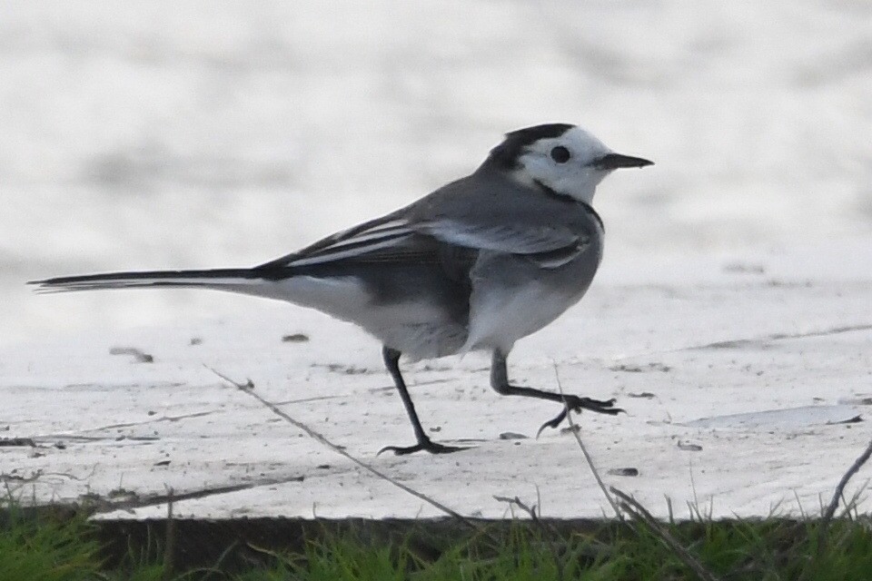 נחליאלי לבן - ML647304534