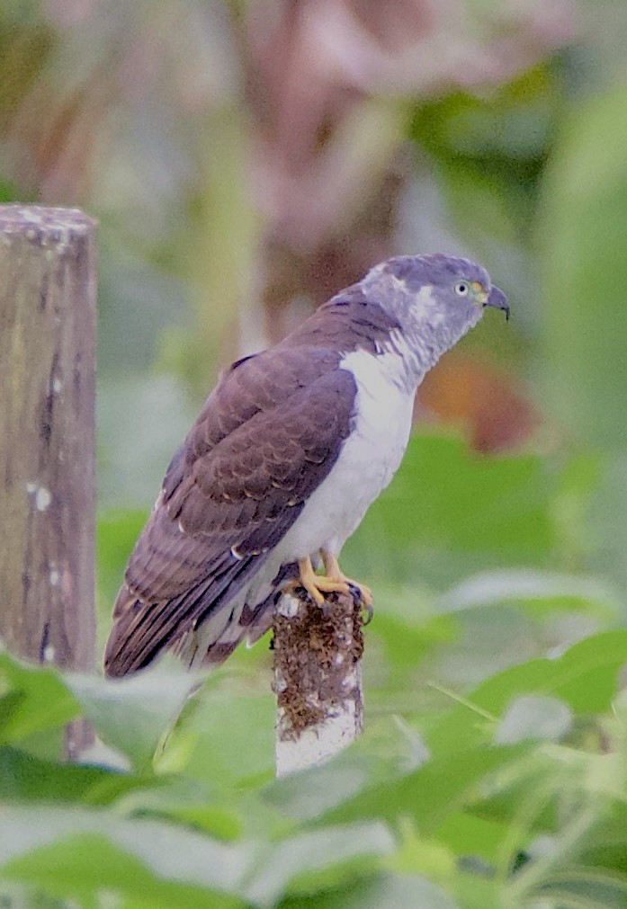 Hook-billed Kite - ML647304547