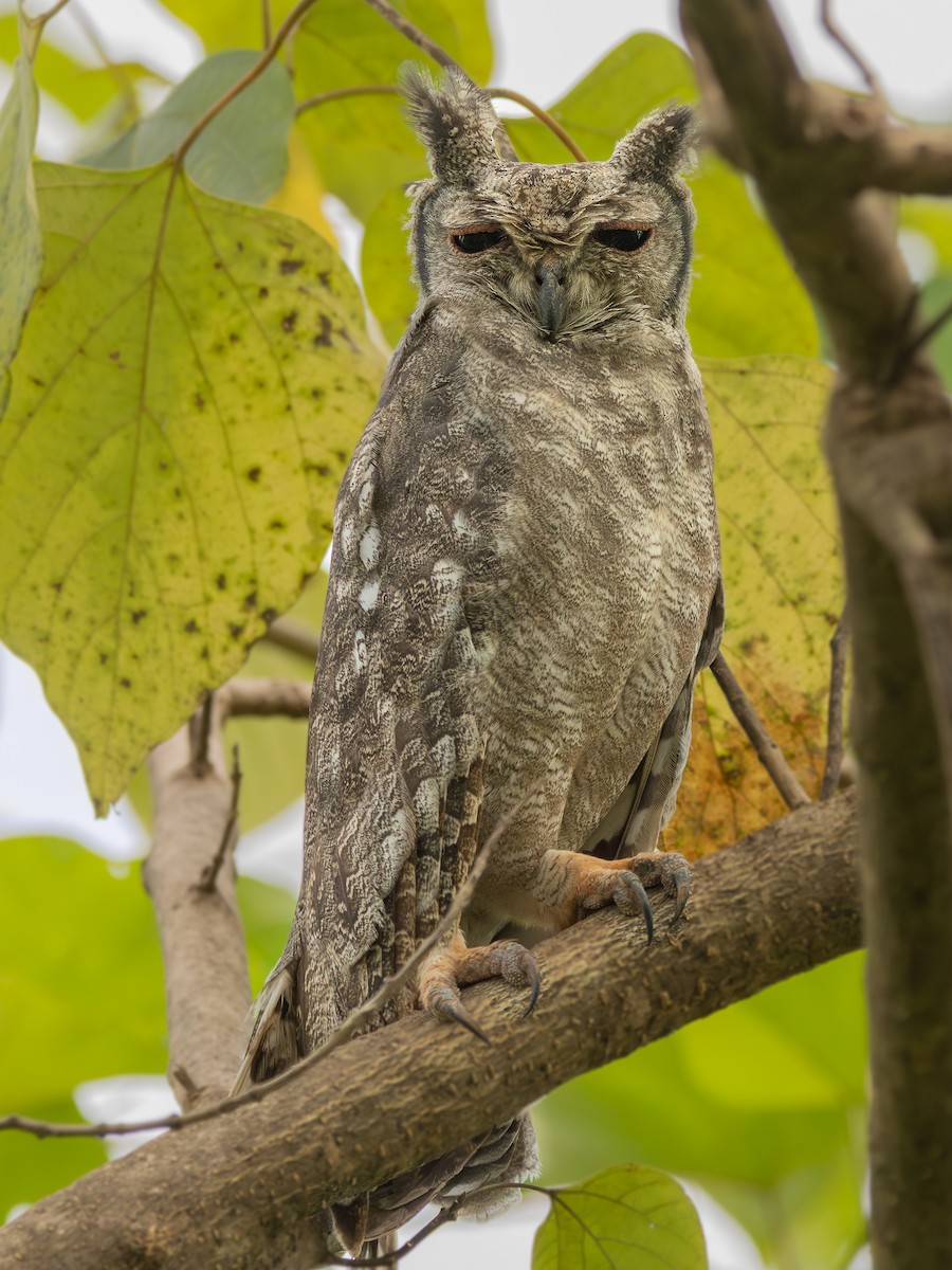 Grayish Eagle-Owl - ML647304551