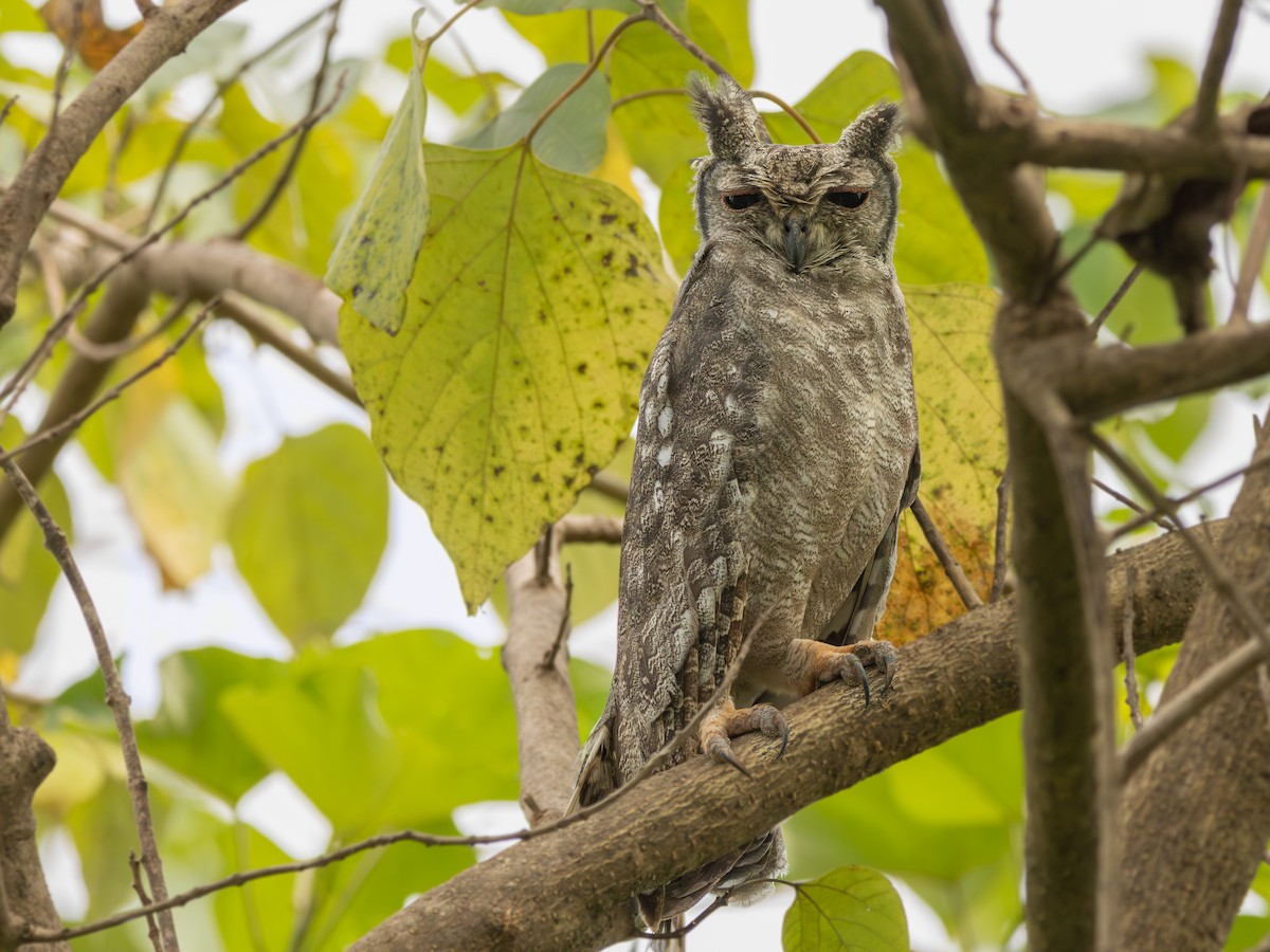 Grayish Eagle-Owl - ML647304554