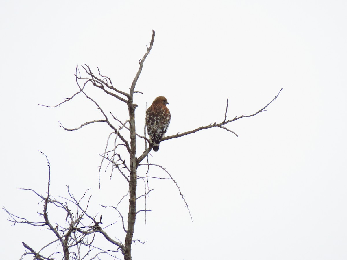 Buse à épaulettes - ML647304584