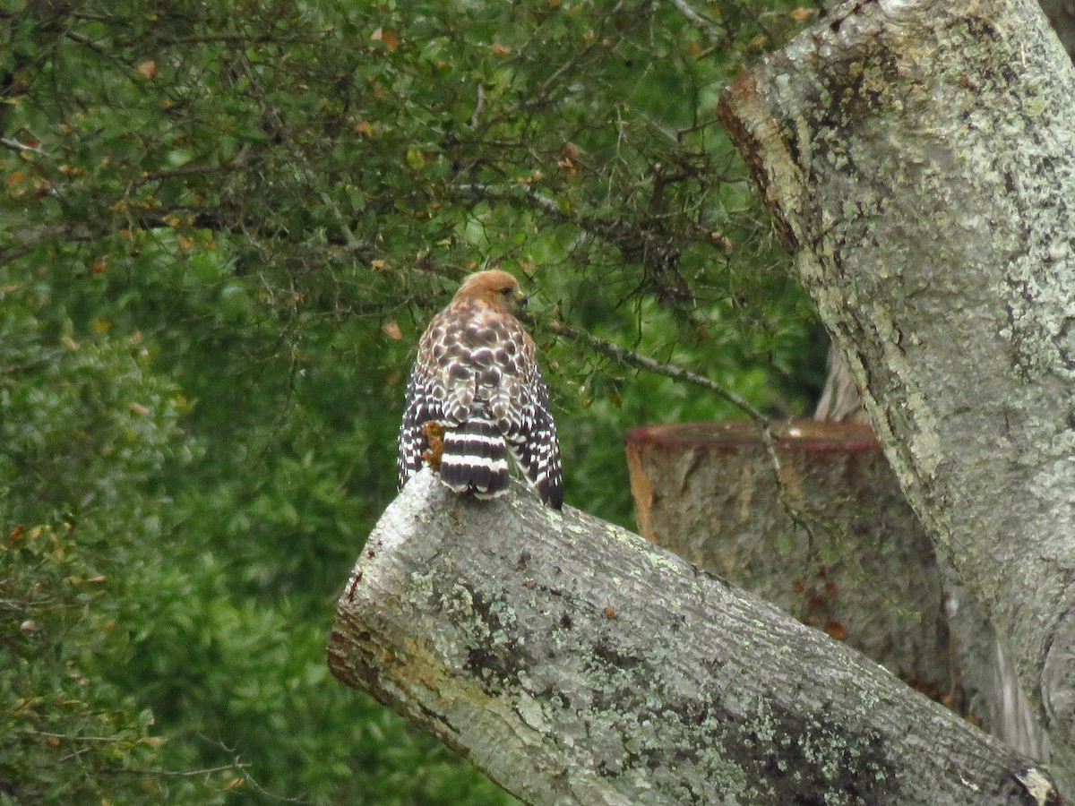 Buse à épaulettes - ML647304585