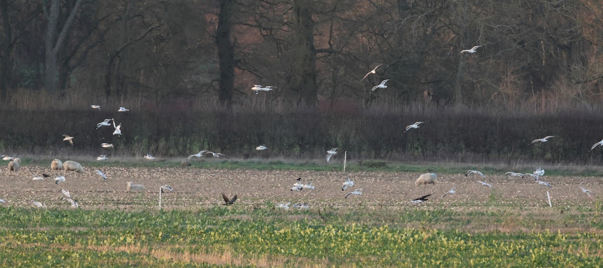 Goéland cendré - ML647304590