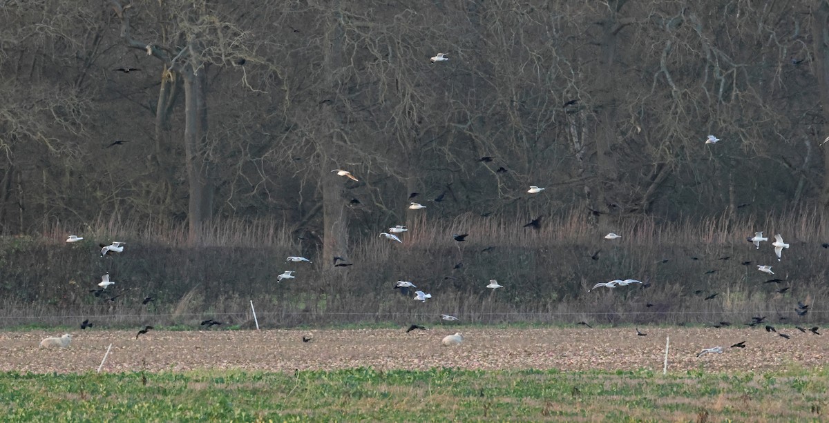 Goéland cendré - ML647304591