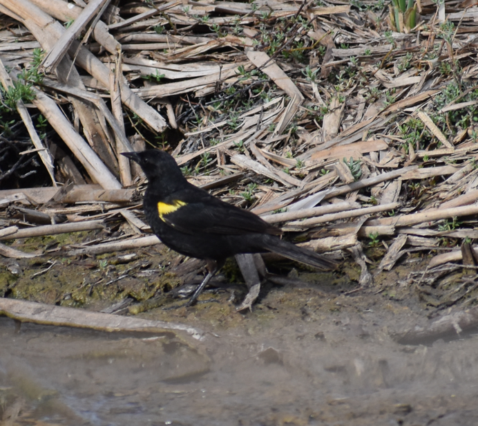 Yellow-winged Blackbird - ML647304594