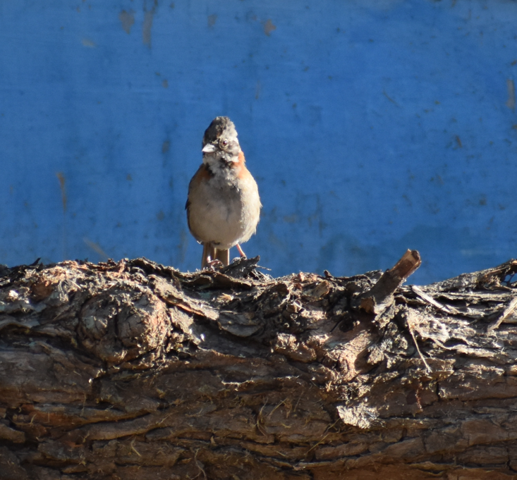 Bruant chingolo - ML647304598