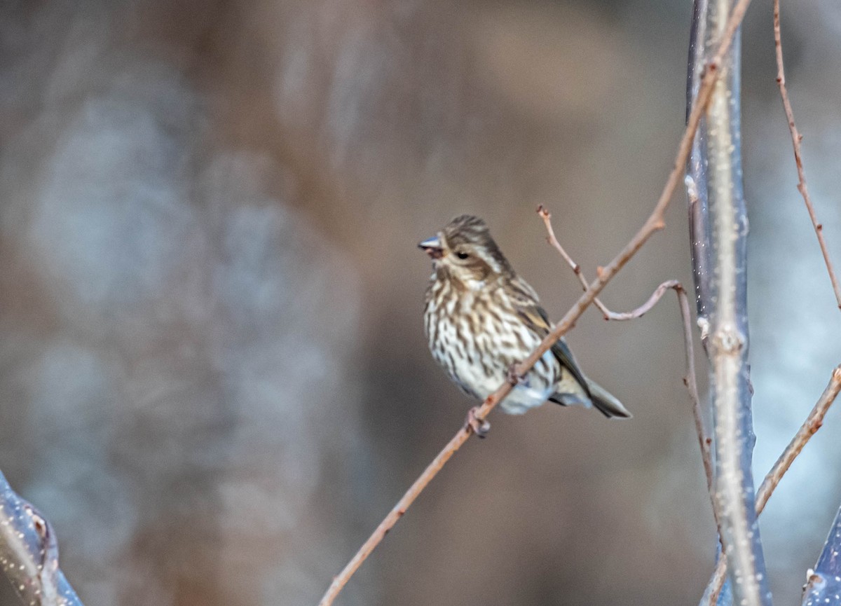 Roselin pourpré - ML647304599