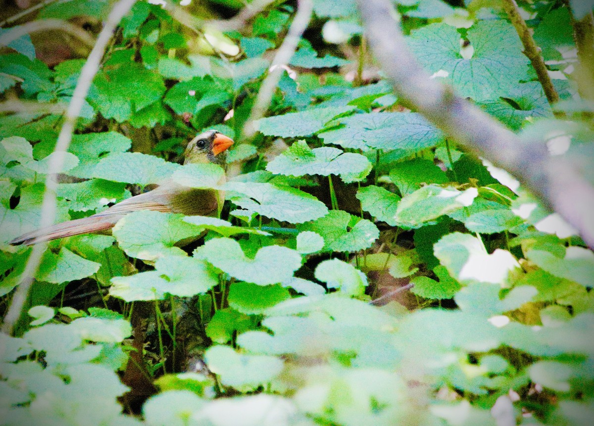 Cardinal rouge - ML647304600