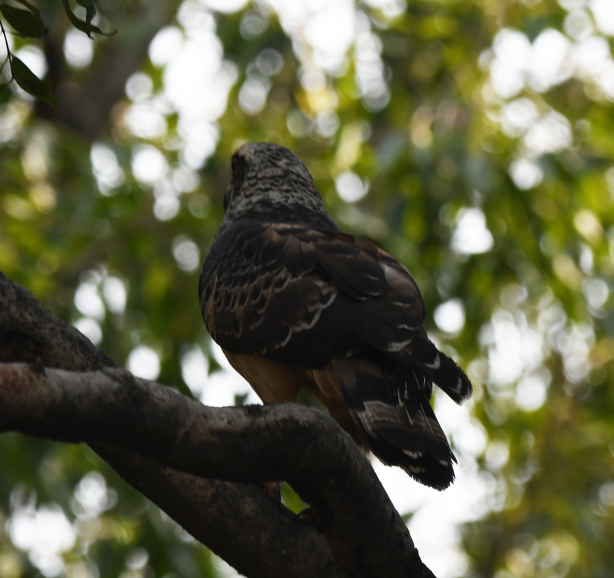 Serpentaire bacha - ML647304604