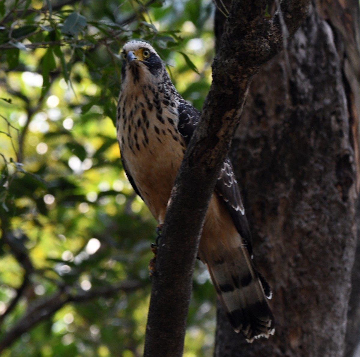 Serpentaire bacha - ML647304606