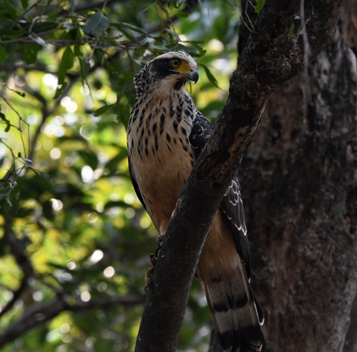 Serpentaire bacha - ML647304608