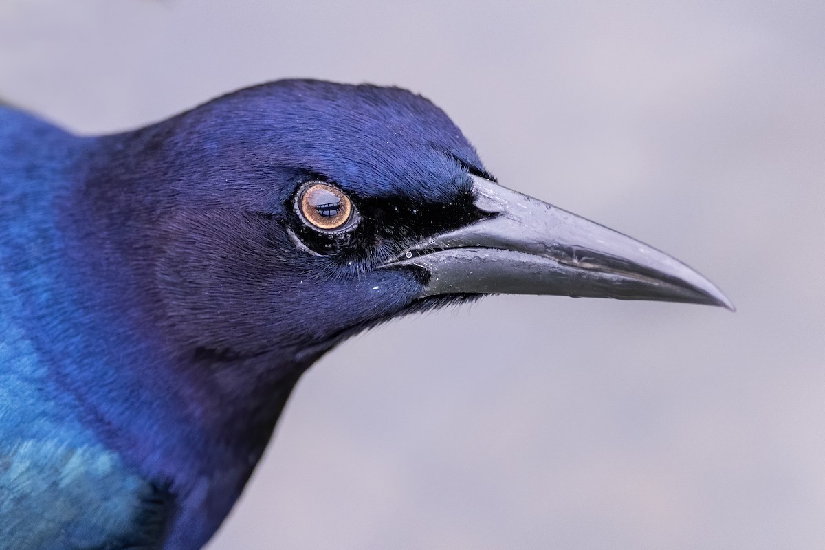 Quiscale des marais - ML647304611