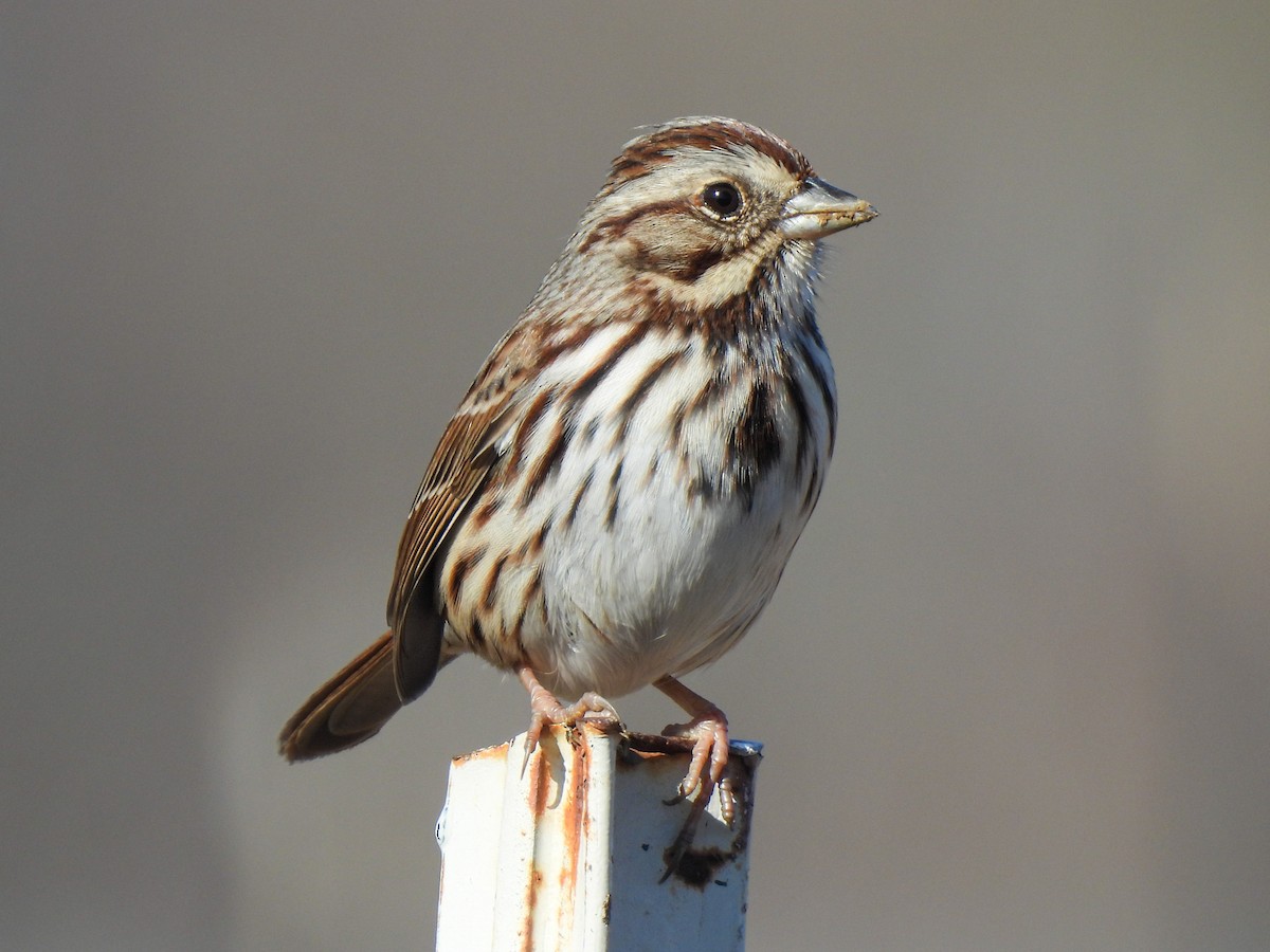 Bruant chanteur - ML647304612
