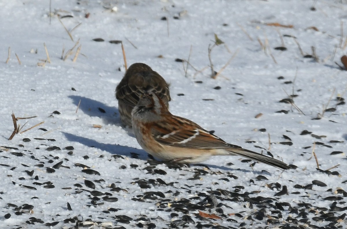 Roselin familier - ML647304613