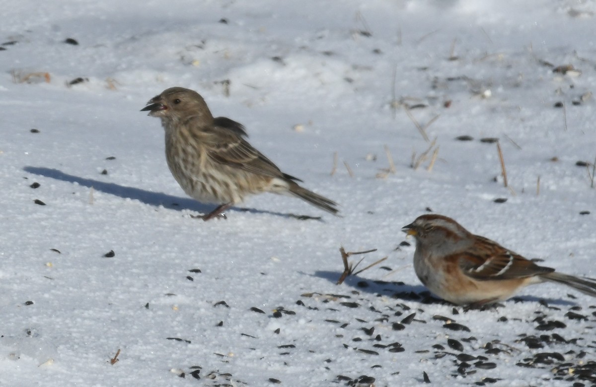 Roselin familier - ML647304614