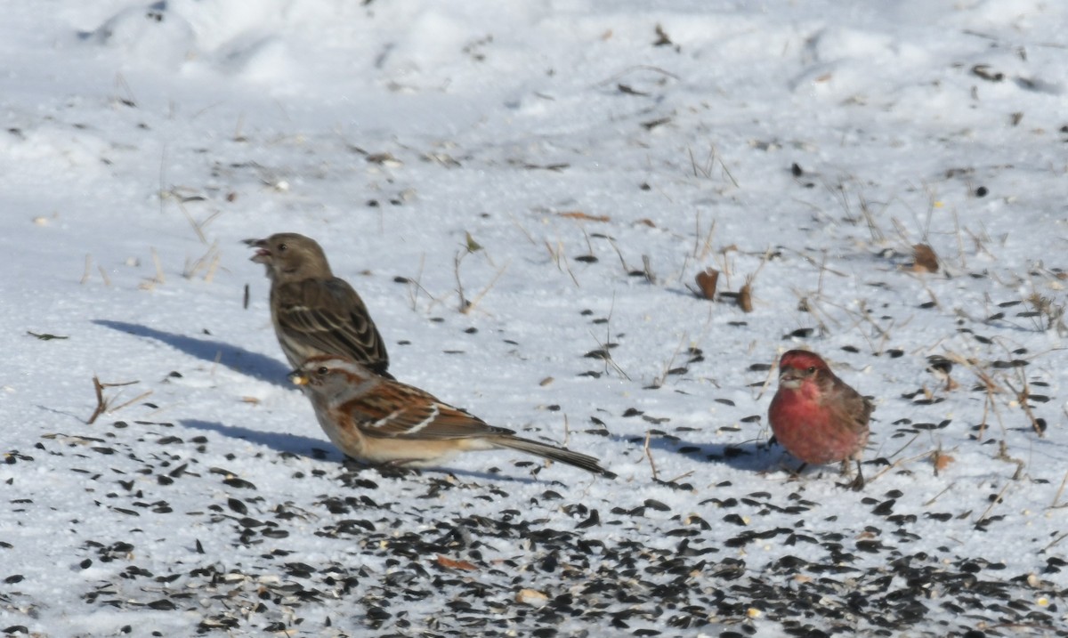 Roselin familier - ML647304615