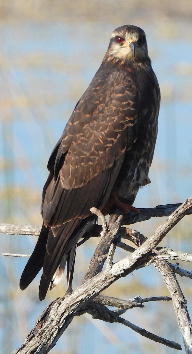 Milan des marais - ML647304616