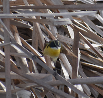 Tyranneau omnicolore - ML647304617