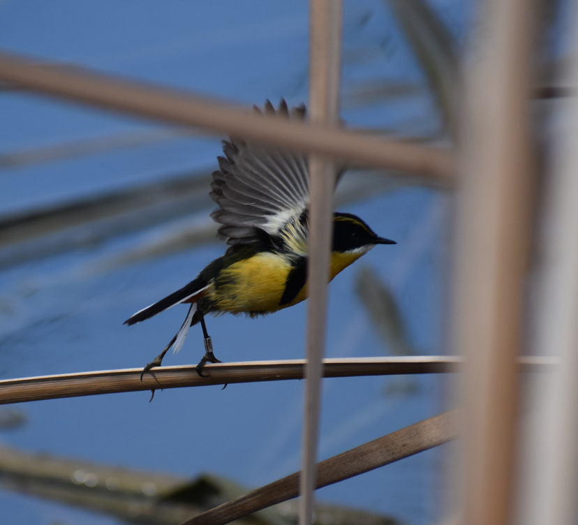 Tyranneau omnicolore - ML647304618