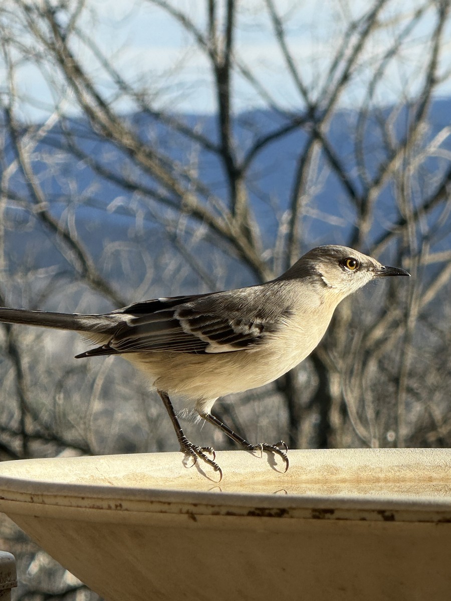 Moqueur polyglotte - ML647304624