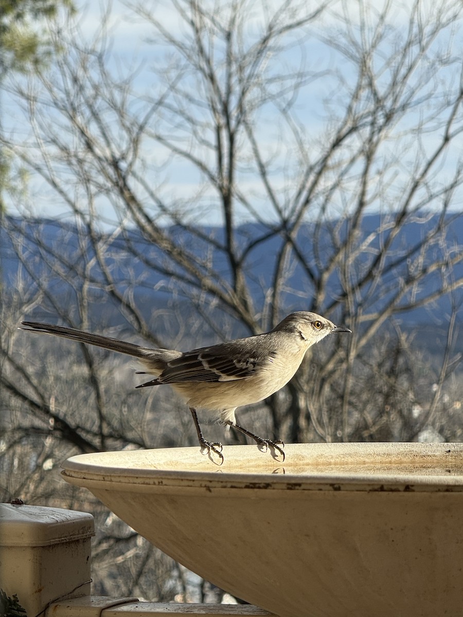 Moqueur polyglotte - ML647304625