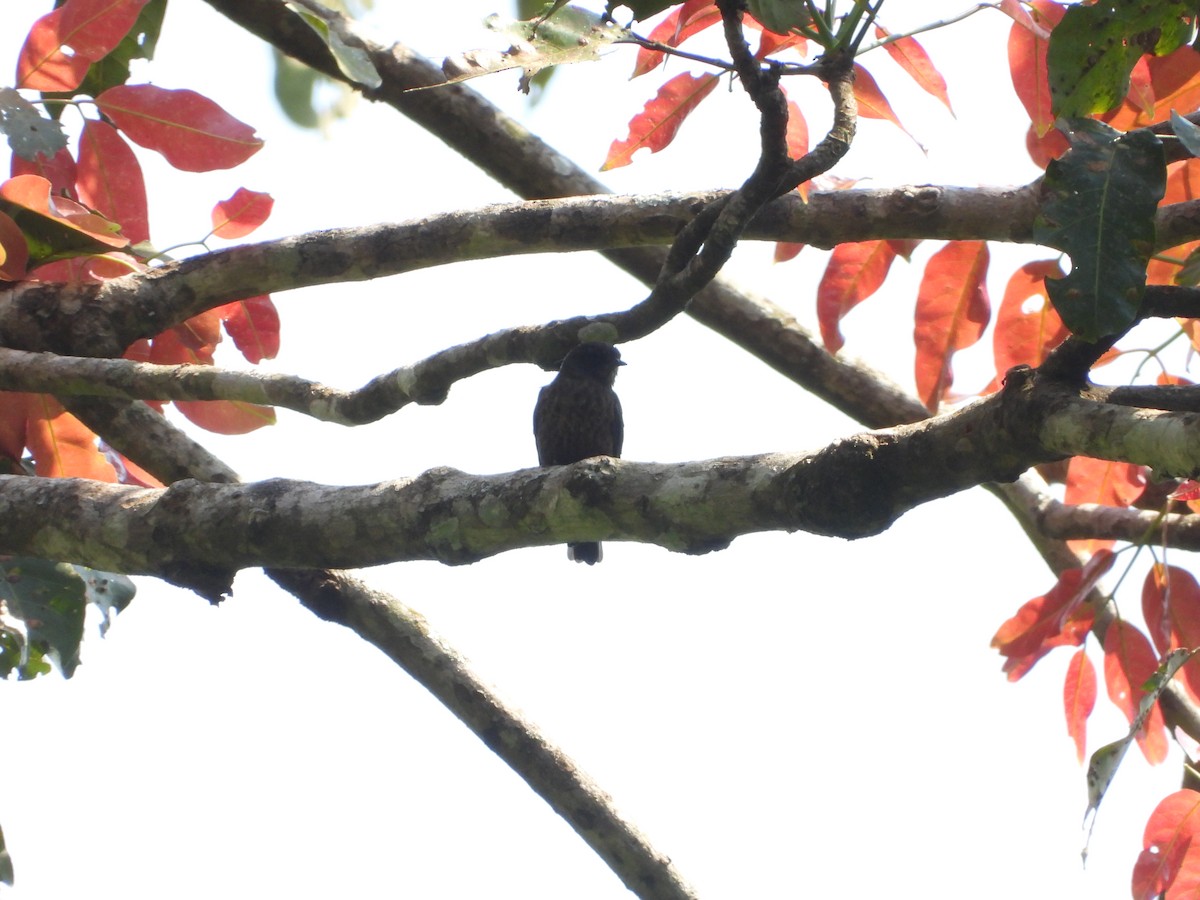 Gobemouche enfumé - ML647304628