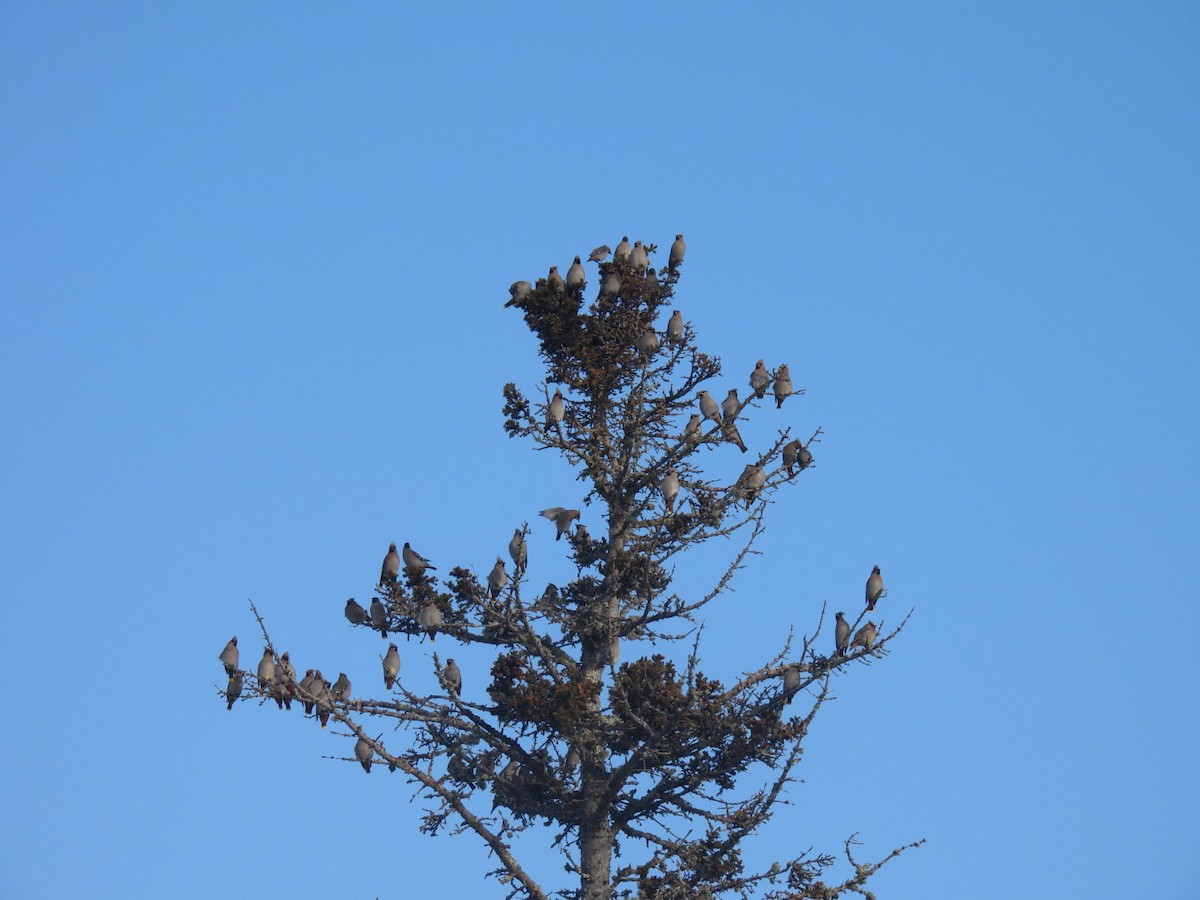 Jaseur boréal - ML647304633