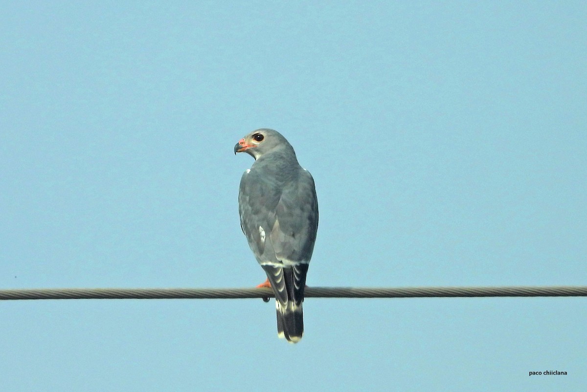 Autour unibande - ML647304634