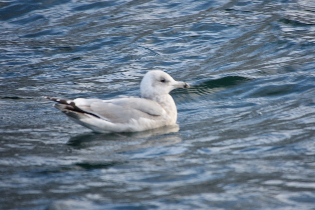 Goéland hudsonien - ML647304635