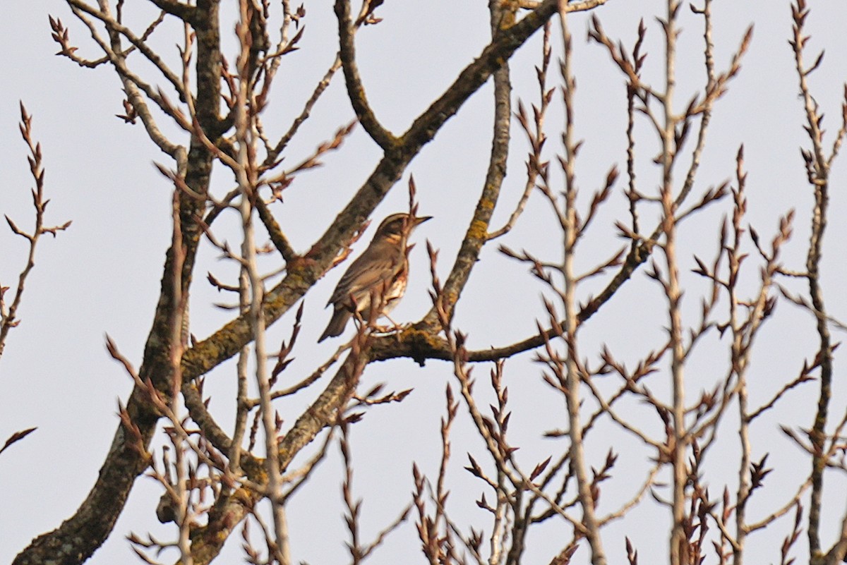 Grive mauvis - ML647304640