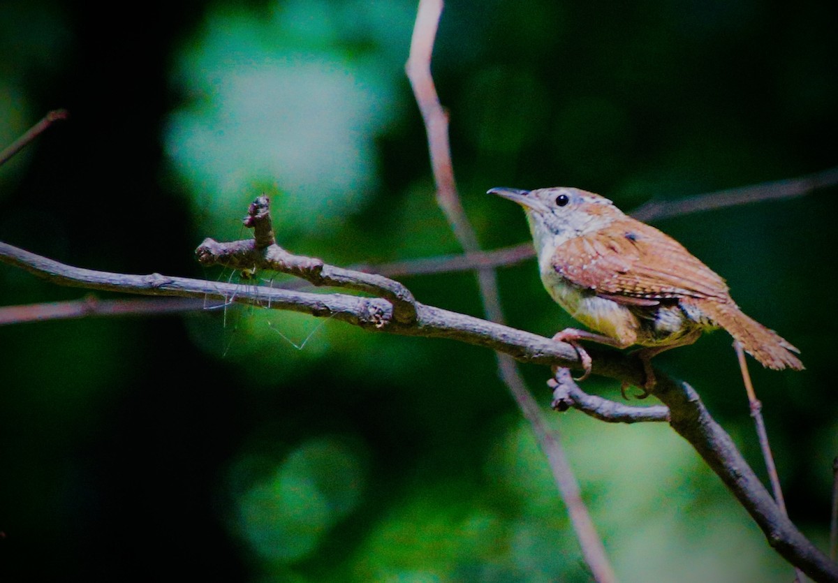 Troglodyte de Caroline - ML647304642