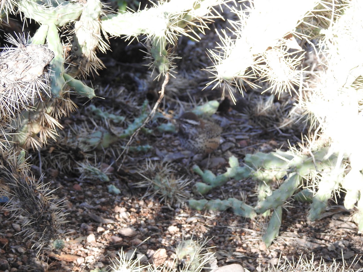 Troglodyte des cactus - ML647304652