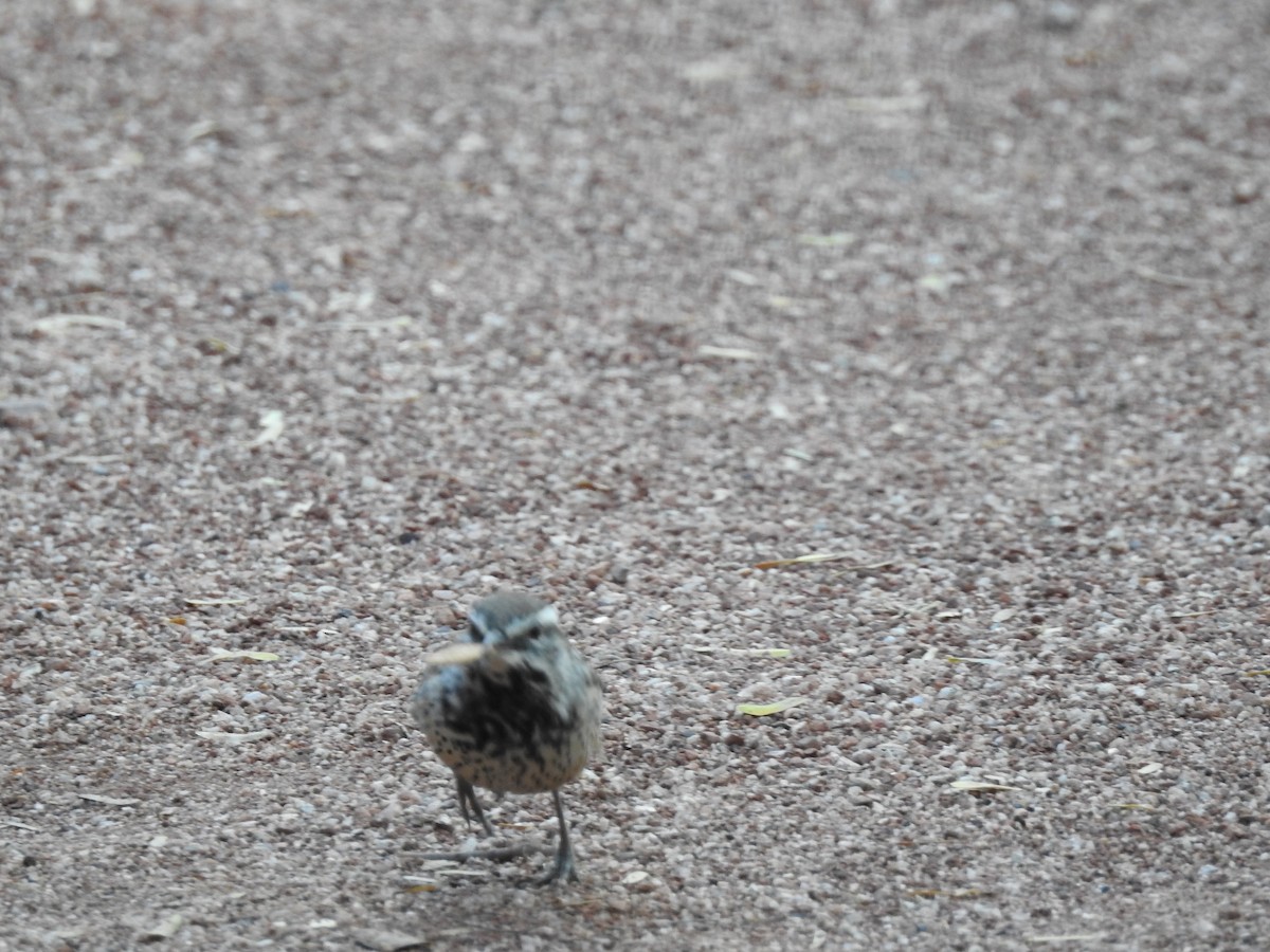 Troglodyte des cactus - ML647304653